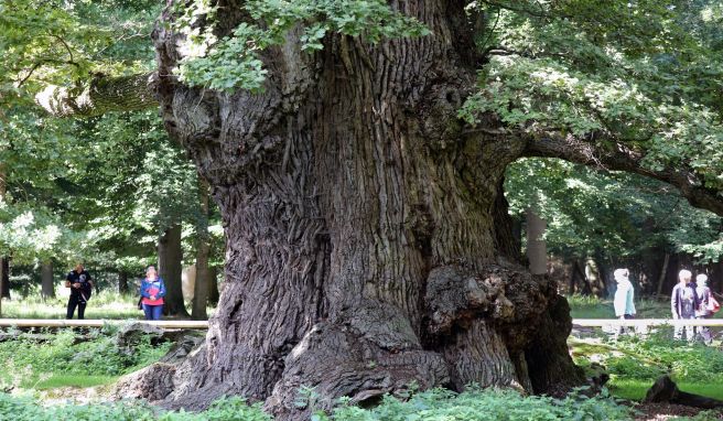 Die 1000-jährigen Eichen in Ivenack. Ivenack, Kargow und die Städte Anklam und Stavenhagen sind nun auch anerkannte Touristenorte. 