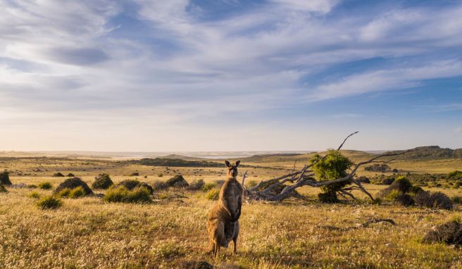 Koalas und Warane Kangaroo Island Wilderness Trail ist wieder für alle offen