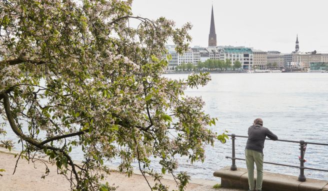 Am Freitag startet das Japanisches Kirschblütenfest samt Feuerwerk und der alljährlichen Wahl der Kirschblütenkönigin rund um die Alster in Hamburg.
