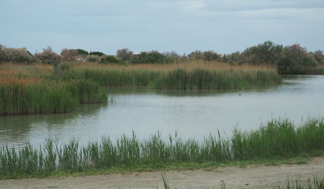 Ein Teich am Rande des Ortes Saintes-Maries-de-la-Mer. Das Meer droht, sich immer größere Teile der flachen Küste einzuverleiben.