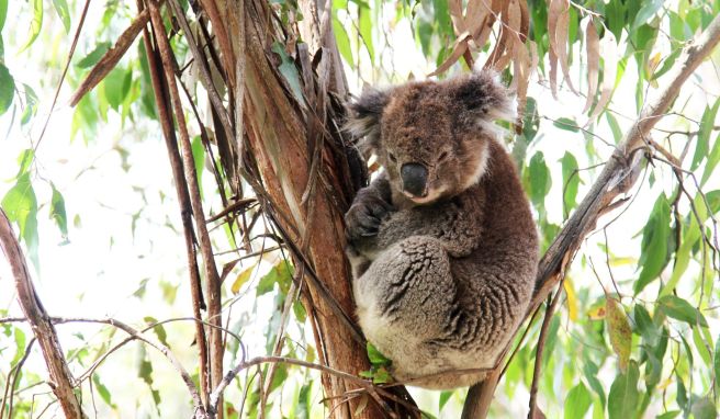 Morgens müde, abends wach: Koalas sind überwiegend in der Nacht aktiv.