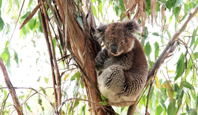In Queensland Nächtliche Touren zu Koalas in Australien