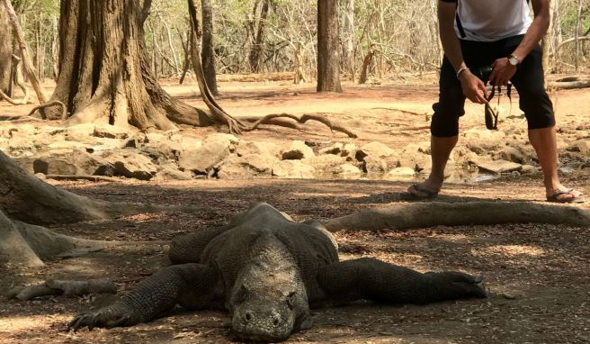 Ein Tourist nähert sich auf der «Drachen-Insel» einem Komodowaran.