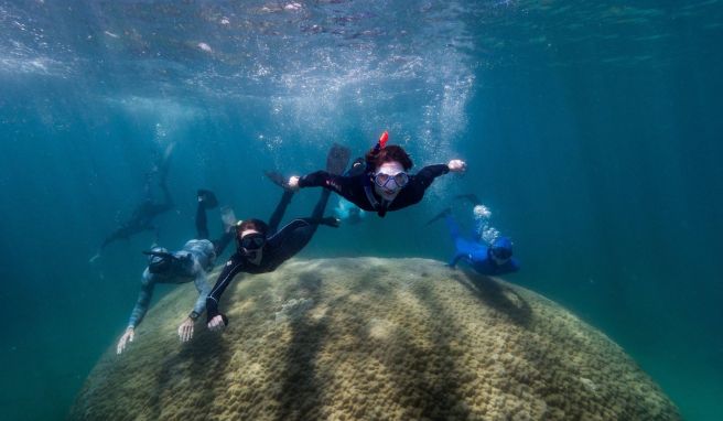 Forschende haben eine mehr als zehn Meter breite Koralle haben im Great Barrier Reef entdeckt. 
