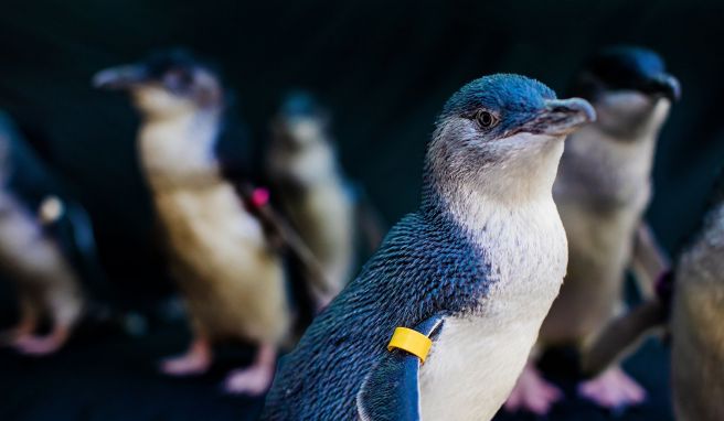 In Kalifornien können Urlauber im «Birch Aquarium at Scripps» in San Diego die Ausstellung «Beyster Family Little Blue Penguins» mit den kleinsten Pinguinen der Welt sehen.