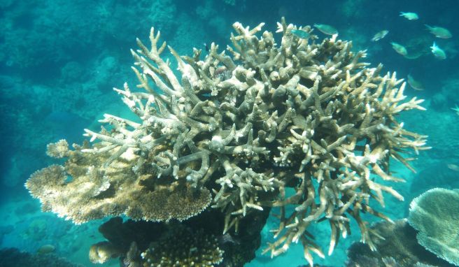 Korallen am Great Barrier Reef, die von der Korallenbleiche betroffen sind, vor der Küste von Cairns. 