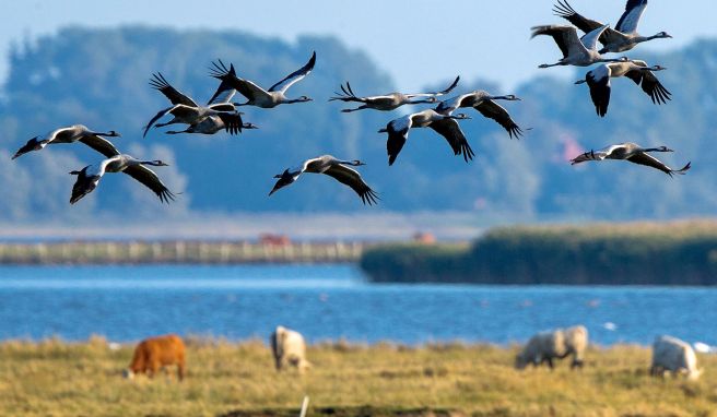 Küste, Künstler, Einsamkeit Unterwegs auf der Halbinsel Fischland-Darß-Zingst mit Rad