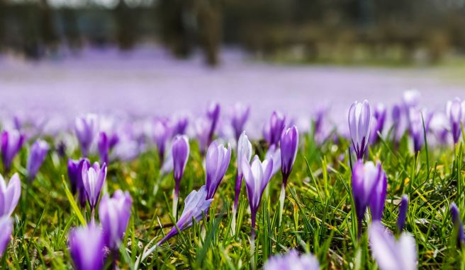 Stadtfest mit Farbspektakel  Husum feiert wieder seine Krokusblüte