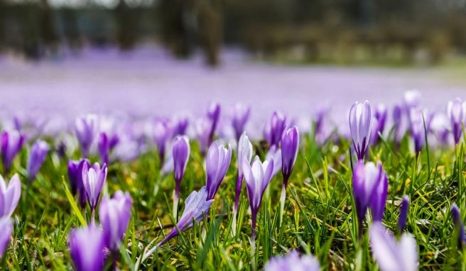 Stadtfest mit Farbspektakel Husum feiert wieder seine Krokusblüte