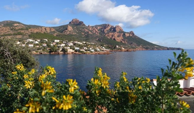Gelbe Blüten, blaues Meer, rostbraune Berge: Die Küstenlandschaft zwischen Agay und Théoule-sur-Mer.