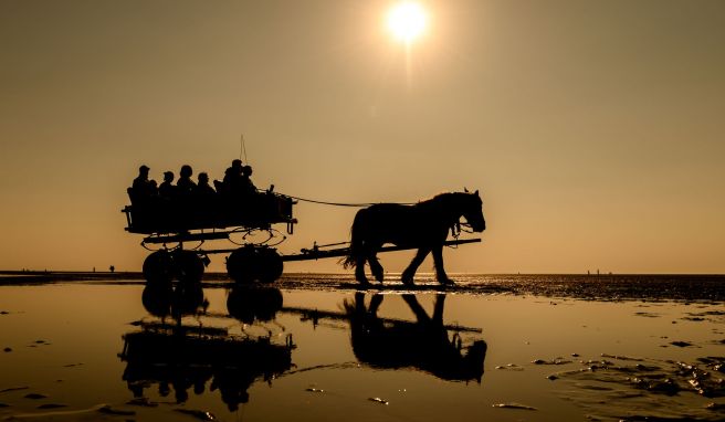 Auch künftig können Besucher per Kutsche zur Insel Neuwerk gelangen. Weil ein Priel in den letzten Jahren immer häufiger Fahrten mit dem Wattwagen oder dem Trecker verhindert hatte, wird jetzt eine neue Route genutzt. 