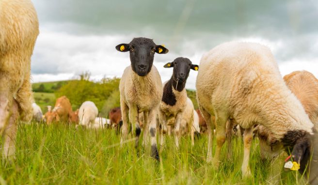 Unesco-Biosphärenreservat  Rhön: Warum Schafe für die Landschaft so typisch sind