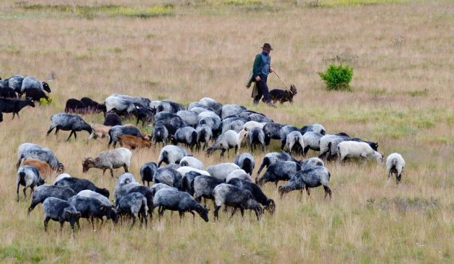 Lüneburger Heide Was Camp Reinsehlen so besonders macht
