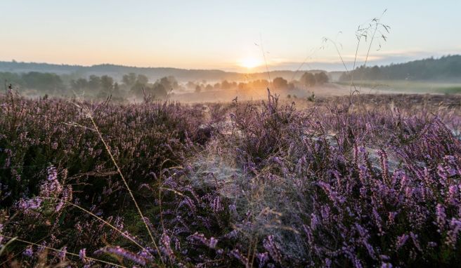 Die Blüte der Besenheide lockt jedes Jahr unzählige Besucher in die Lüneburger Heide. Aber auch bei Schnee und Regen ist die Nachfrage groß.