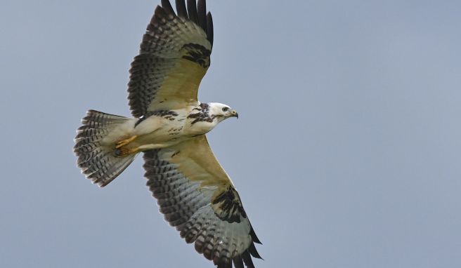 In der Brutzeit kann es passieren, dass ein Vogel Menschen aus seiner Nähe vertreiben will. Auch Mäusebussarde neigen gelegentlich zu einem solchen Verhalten.