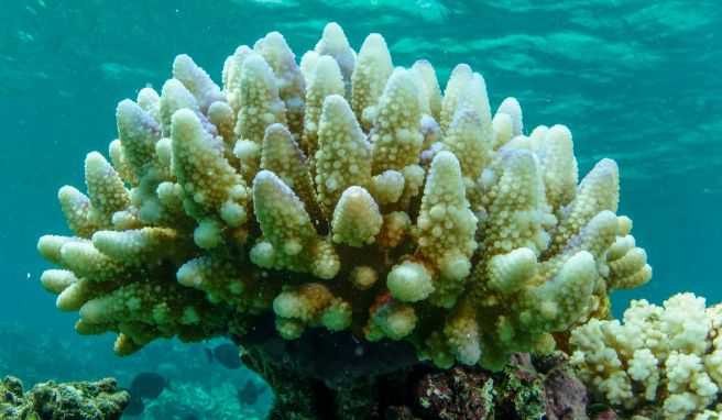 Great Barrier Reef von neuer Massenbleiche betroffen
