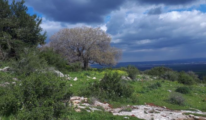 Der Megiddo-Wanderweg in Israel führt durch das Biosphärenreservat Ramot Menashe - es geht vorbei an Wiesen, Wäldern, Bächen sowie historischen Stätten.