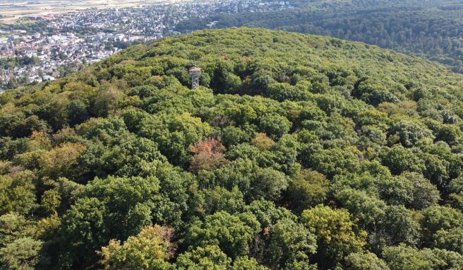 Der Meisterturm ragt aus dem Wald auf dem Hofheimer Kapellenberg (Luftaufnahme mit einer Drohne). Der Kapellenberg ist eine der größten Siedlungen aus der Zeit der Michelsberger Kultur (4200-3500 v. Chr.).