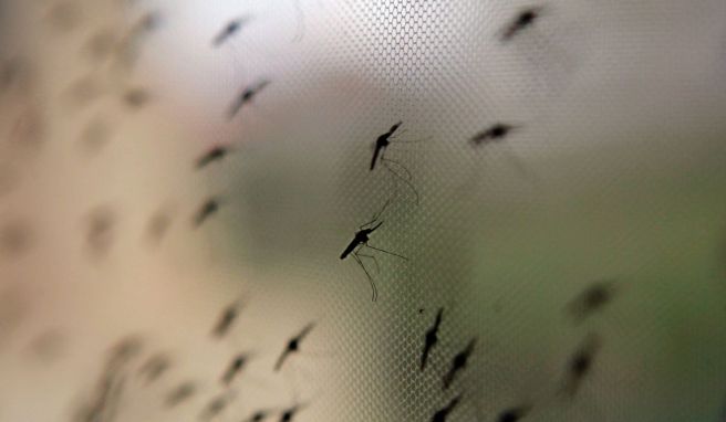 Malaria-Schutz schon Wochen vor Reise bedenken