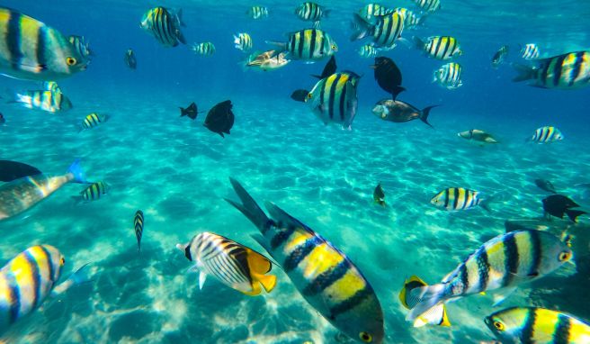 REISE & PREISE weitere Infos zu Zwischen bunten Fischen und Korallen: Tauchen in Ägypten