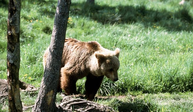 Wildlife  Immer mehr Braunbären in französischen Pyrenäen gezählt