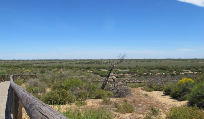 Südspanien  Weltkulturerbe Doñana: Europas größtes Feuchtgebiet verdorrt