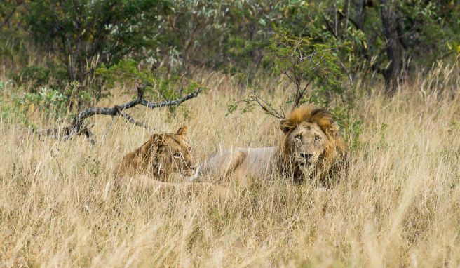 Löwen im Krüger-Nationalpark: Wegen der neuen Corona-Variante Omikron dürften die meisten Südafrika-Reisen erst einmal ausfallen. 