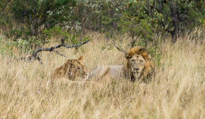 Corona-Pandemie  Südafrika: Keine Stornogebühren für die Nationalparks