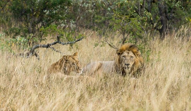 Corona-Pandemie Südafrika: Keine Stornogebühren für die Nationalparks
