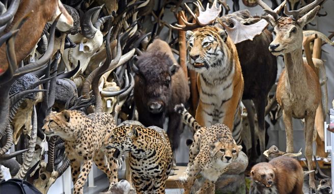 «Faszinatur»  100 Jahre Naturkundemuseum Erfurt: Große Ausstellung geplant