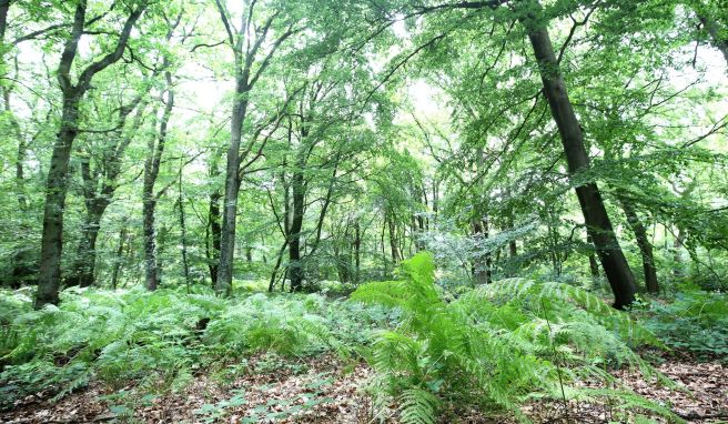 17. und 18. Juni  Naturparke in NRW laden am Wochenende zu Veranstaltungen ein