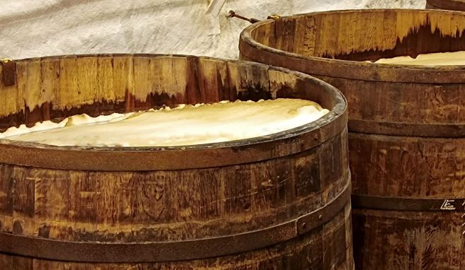 Gärung in offenen Holzfässern: In den Kellergewölben der Pilsner-Urquell-Brauerei werden kleine Chargen des Biers noch immer auf diese traditionelle Weise hergestellt.