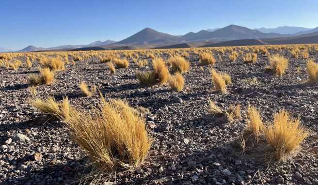 Die Atacama ist eine der trockensten Gegenden der Welt. Was nicht bedeutet, dass es dort keine Pflanzen oder Tiere gäbe, die sich an die widrigen Bedingungen angepasst haben.