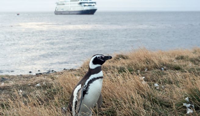 An Land ungelenk, im Wasser pfeilschnell: Auf der Insel Magdalena leben die Magellanpinguine.