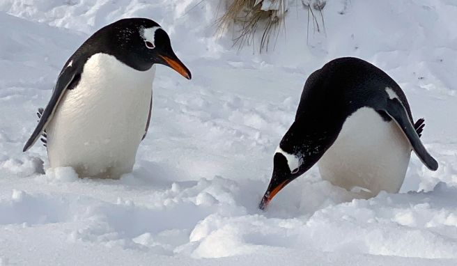 Im Schnee wirken sie fast noch possierlicher als ohnehin schon: Pinguine in der Yorke Bay.