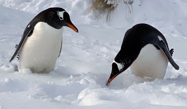 Südatlantik  Luftbrücke zu den Pinguinen: Unterwegs auf den Falklandinseln