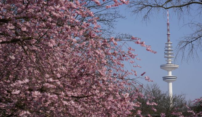 Fünf Genussziele  Wo Hamburg den Frühling feiert