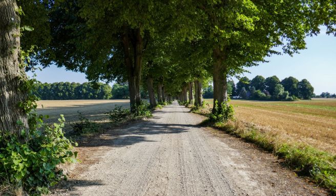 Diese wunderschöne Allee führt von Rachut in Richtung Bräutigamseiche. 