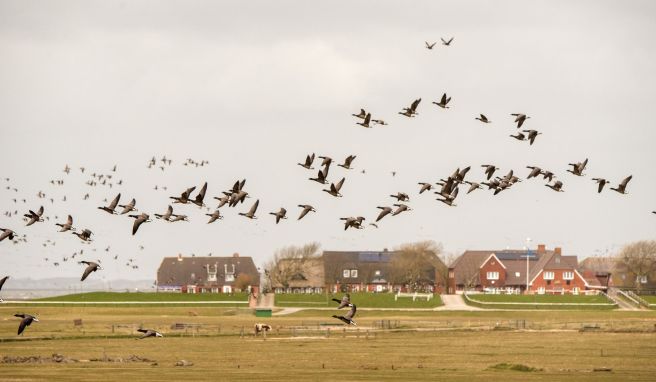 Zugvögel im Wattenmeer  Festival für Ringelgänse auf den nordfriesischen Halligen