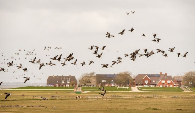 Zugvögel im Wattenmeer Festival für Ringelgänse auf den nordfriesischen Halligen