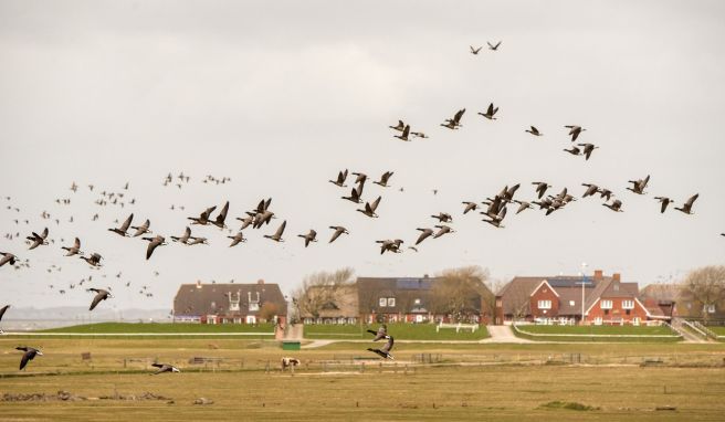 Ringelgänse fliegen über die Hallig Hooge. Die diesjährigen Ringelganstage gehen bis Mitte Mai.