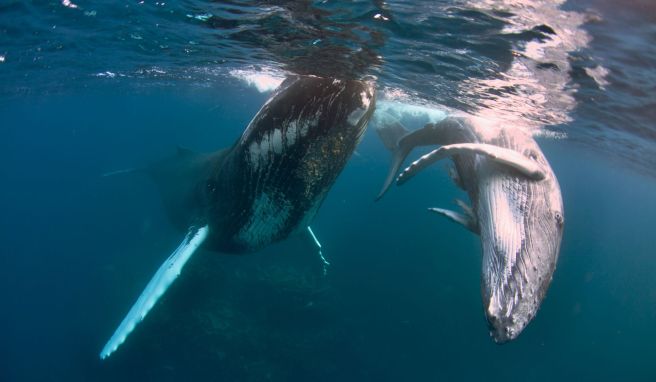 Buckelwale können bis zu 18 Meter lang werden. Buckelwale können bis zu 18 Meter lang werden.