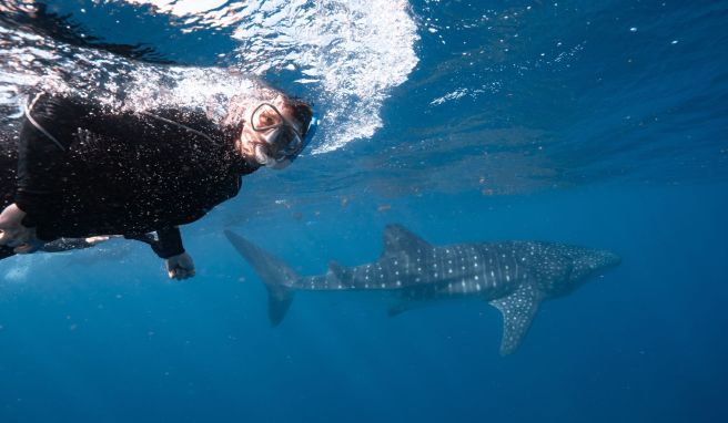Der Walhai ist da: Auf organisierten Schnorcheltrips sieht man die Tiere mit hoher Wahrscheinlichkeit.