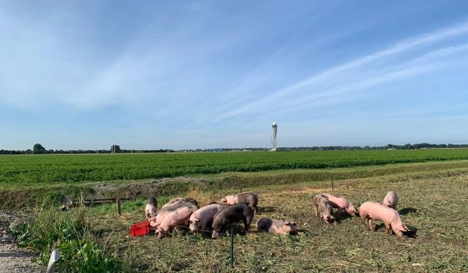 Pilotprojekt in Amsterdam Flughafen testet Schweine als lebende Vogelscheuchen