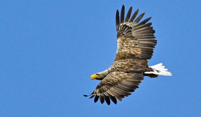 Beeindruckende Erscheinung: Der Seeadler gilt mit einer Flügelspannweite von bis zu 2,60 Metern als größter europäischer Greifvogel. Beeindruckende Erscheinung: Der Seeadler gilt mit einer Flügelspannweite von bis zu 2,60 Metern als größter europäischer Greifvogel.