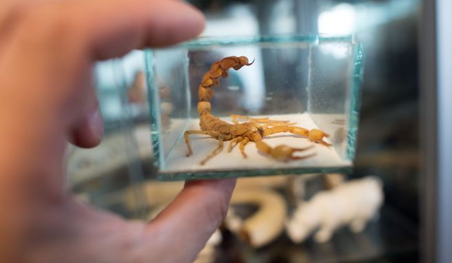 Was bei heimkehrenden Urlaubern als harmloses Mitbringsel gedacht ist, kann der Natur massiv schaden.