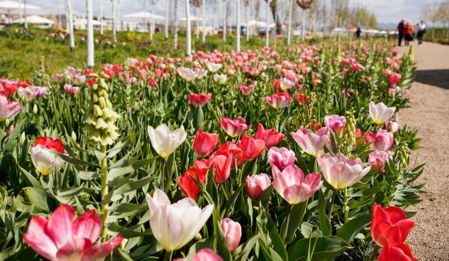 Von April bis Oktober  Groß, nachhaltig, bunt: Bundesgartenschau soll Vorbild sein