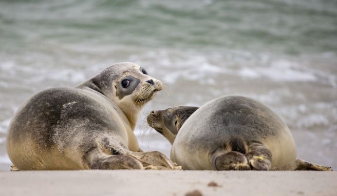 Kleine Wale und Seehunde in Ruhe lassen Erlebnis im Strandurlaub