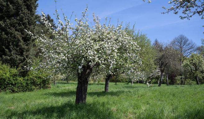 Streuobstwiesen am Ortsrand von Kelkheim im Taunus.