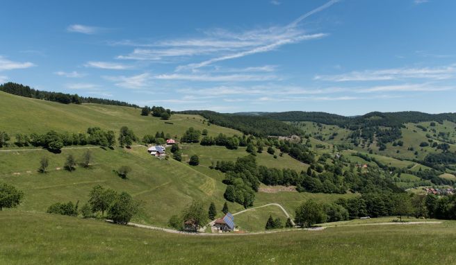 Blick in ein Tal im Südschwarzwald: Dank finanzieller Förderung werden die Bergweiden im Biosphärengebiet Schwarzwald auch in Zukunft Touristen anlocken. Blick in ein Tal im Südschwarzwald: Dank finanzieller Förderung werden die Bergweiden im Biosphärengebiet Schwarzwald auch in Zukunft Touristen anlocken.